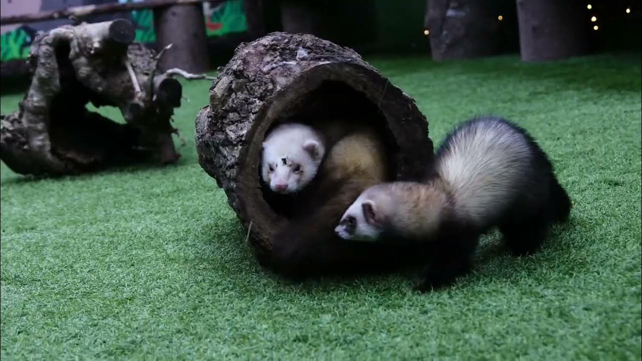 Get to know animals, new zoo Epping! YouTube