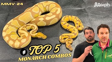TOP 5 Monarch Ball Python Combos You MUST SEE!