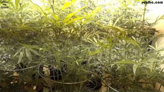 Money Maker Blue Dream Grow - Day 17
