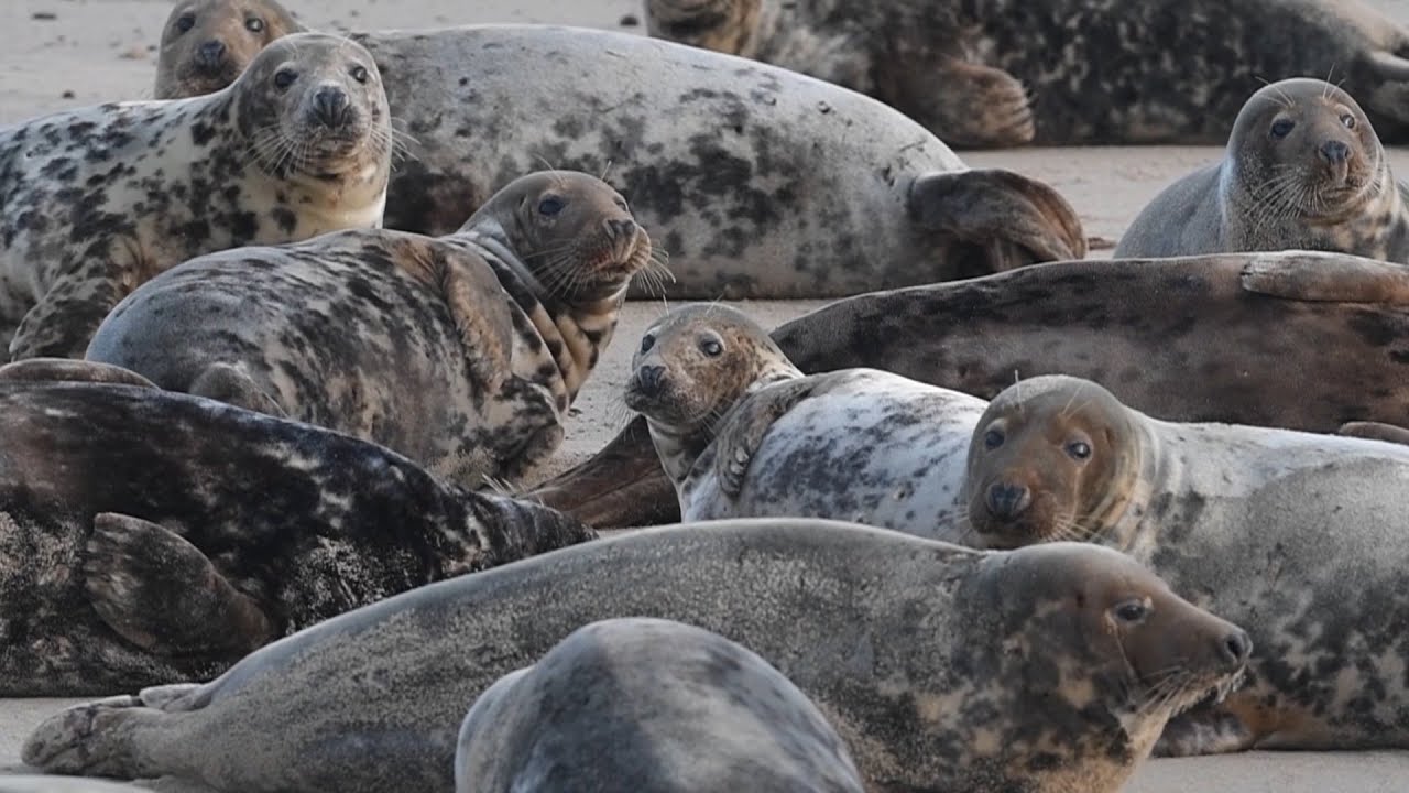 'Well over' 2,000 grey seal pups born on Norfolk beach as police deter visitors