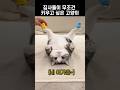 집사들이 무조건 키우고 싶은 고양이 집사들이 무조건 키우고 싶은 고양이