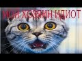 Смешное видео с котами - Мой хозяин идиот poor cat