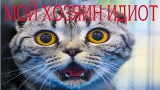Смешное видео с котами - Мой хозяин идиот poor cat Смешное видео с котами - Мой хозяин идиот poor cat