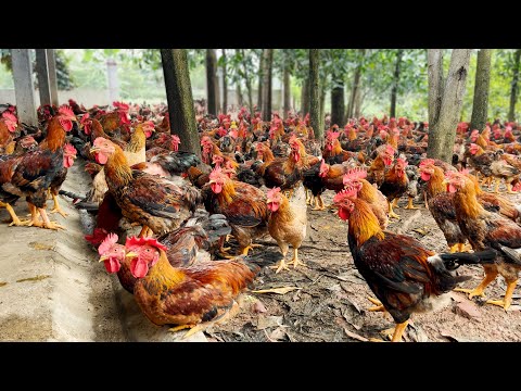Video Mô hình chăn nuôi gà thả vườn kiểu mới | Gà hồ mào cờ... - youtube