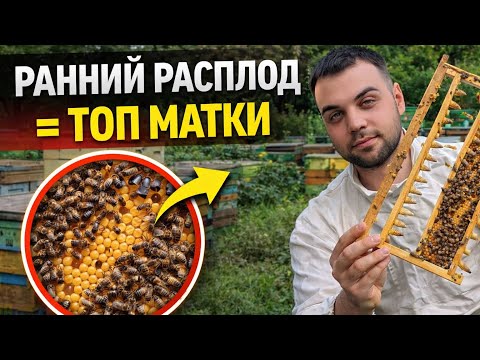 ТРУТЕНЬ В МАРТЕ = Хорошие матки ?