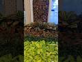 home gardening idea #nature #garden #lovelygarden #lovingplanta #shorts