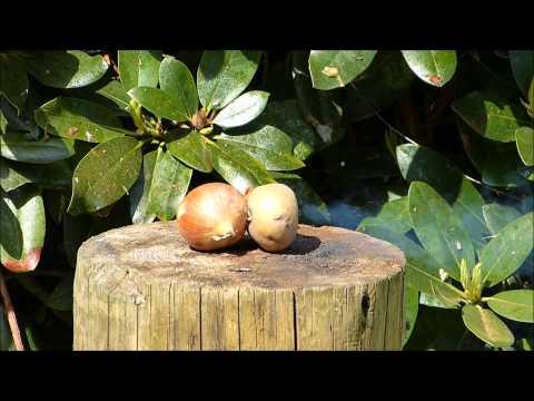 Explosion fruits and more!