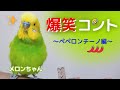 【爆笑コント　ペペロンチーノ編】おしゃべりインコメロンちゃん