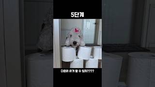 [1편] 롱다리라서 이지~             #베들링턴테리어 #강아지