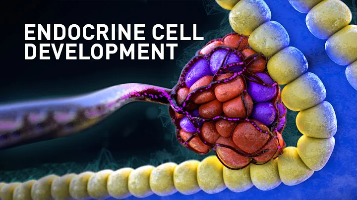 Birth of endocrine cells
