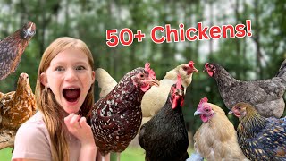 Meet ALL of my CHICKENS!!! by The Little Farm 223 views 13 days ago 5 minutes, 35 seconds