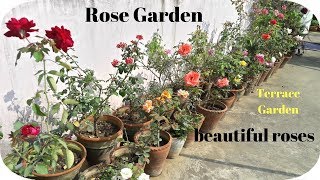 My Rose Garden Flowers.[TERRACE GARDEN]