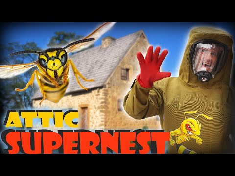 🚨 Attic SUPERNEST! When Yellow Jackets INVADE! 🚨