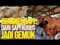 Bengkel Sapi Spesialis Sapi Rusak Jadi Gemuk