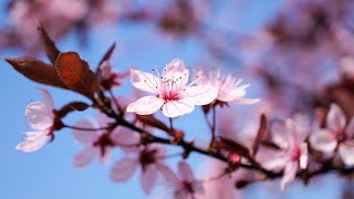 Beautiful Relaxing Music “Breath of Spring” by Enrico Fabio Cortese.