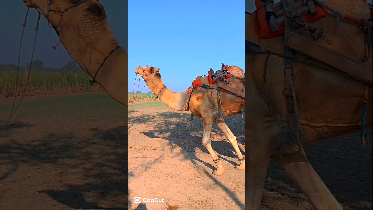 amazing camel pulling loaded suggar cart 