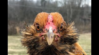 Celebrity HEN or a ROOSTER? How to tell! Easter Egger / Ameraucana Pullet Buc~A~Buc Farm Net Worth