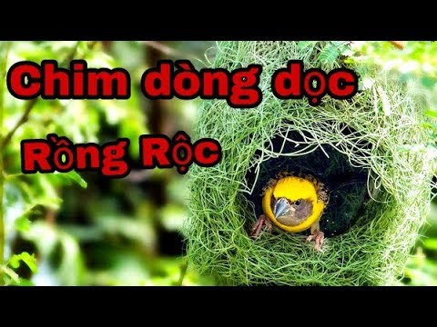 Video Tổ chim dòng dộc (rồng rộc)cũng quý hiếm do nạn đánh... - youtube