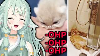 CATS DOING WEIRD STUFF | Reacting to Silly Cat Memes