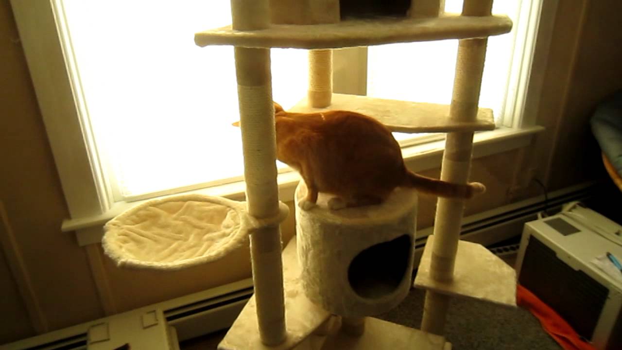 Cat Tree Review 111111 YouTube