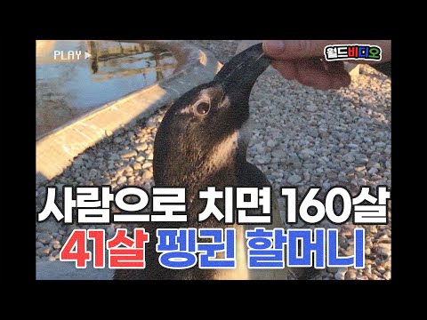 [#월드비디오] &amp;#39;&amp;#39;세계 최고령&amp;#39; <strong>41살</strong> 펭귄?! 사람으로 치면 160살?!