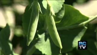 Gallucci Learning Garden