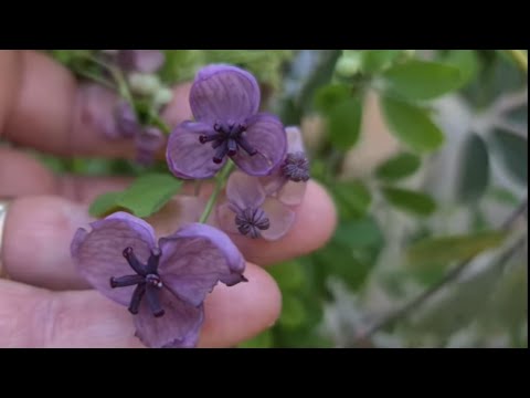 Video: Beş Yapraklı Akebia Bilgisi: Bahçede Akebia Quinata Çikolata Asması Nasıl Yetiştirilir