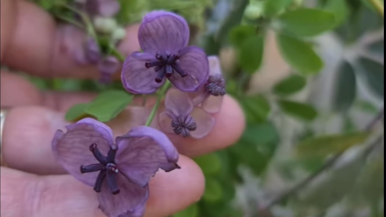 Çikolata Sarmaşığı | Tatlı Kokulu, Soğuklara Dayanıklı, Kalıcı Bir Bitki