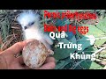 Khám Phá Tổ Diều Hâu Hung Dữ - Oriental Honey Buzzard(Pernis ptilorhynchus)-Hiếu Quốc