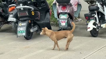 Amazing puppy dance step #funnyanimals