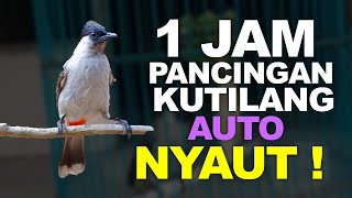 1 Jam Suara Pancingan Burung Kutilang Isian Edan ! Gacor Kolaborasi dengan Burung Sirtu Sempurna !