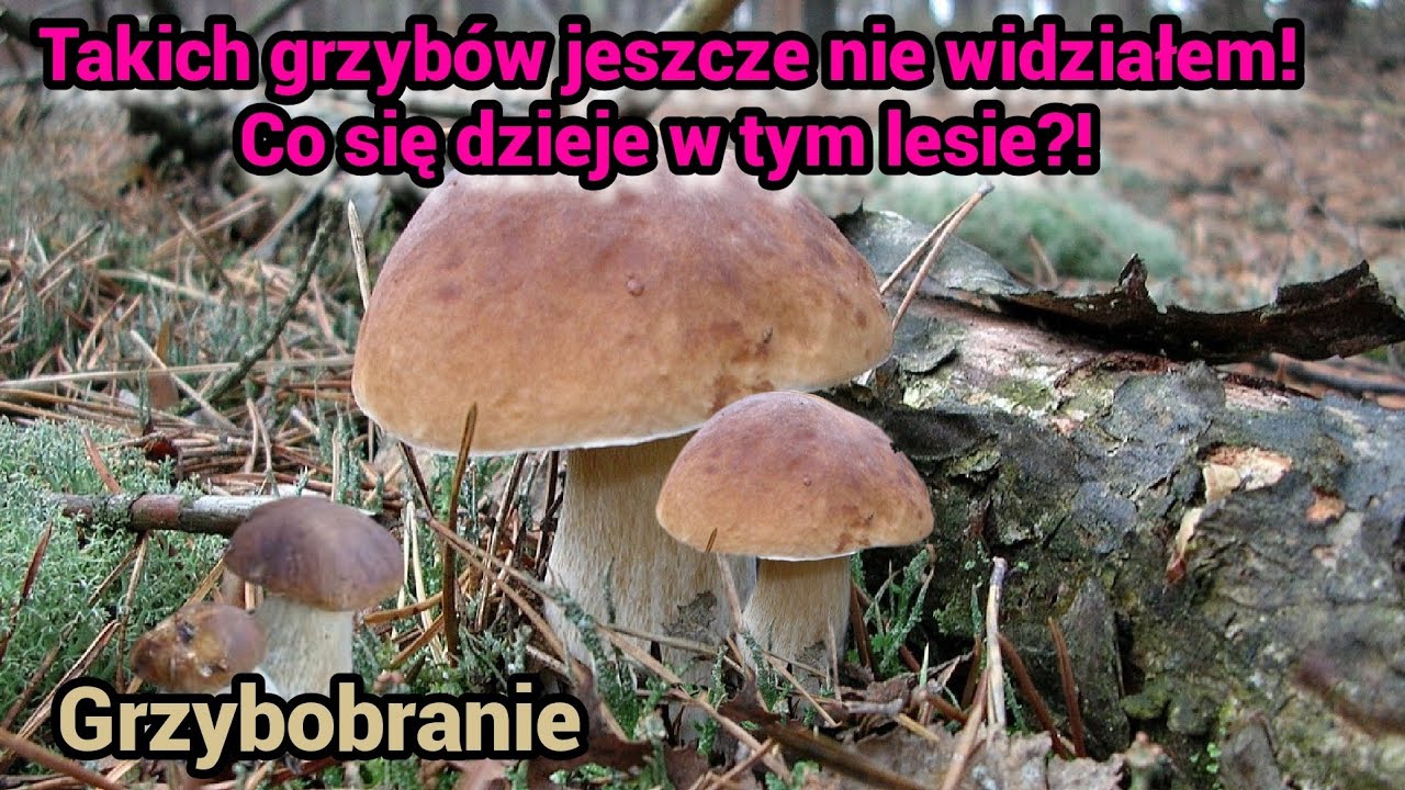 Wysyp Grzybów - Grzybowe Eldorado! Co znalazłem w środku lasu zaskoczyło mnie...