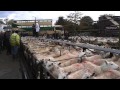 Sheep Market in Talgarth