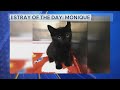 Stray Of The Day Meet Monique