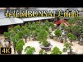 【盆栽】Bonsai 春花園BONSAI美術館　Shunkaen Bonsai Museum　2020/11/29