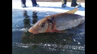Зимняя рыбалка на Амуре - ПОЙМАЛ ХАПУГУ А В НЕЙ РЫБА 2021