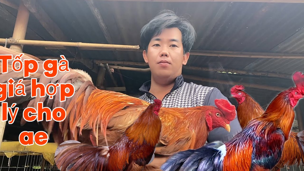 Tiếp tục lên tốp g.à đẹp tuyển cho anh em lh .(0.3.9.2.9.4.9.4.1.2.)