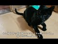 障害子猫の闘病日記㊳ ～コタくんの調子が。。。～