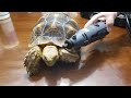 TORTOISE SHELL SURGERY | SHELL IS GROWING INTO BODY!