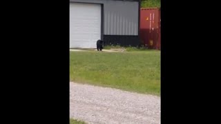 Lone Black Bear Spotted Roaming Around The House
