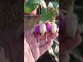Fuchsia flower plant |dancing doll flower #winter #fuchsia #dancingdoll #shorts #like #subscribe
