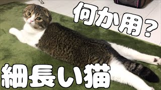 特殊な寝そべり方をする猫