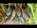 Amazing Top 3 - Find & Catch a lot of Catfish & Snakehead Fish in Water Hyacinth Lake