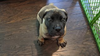 Compilation Video of Boerboel Puppy | 9week & 10 week old | South African Mastiff by Burpees & Bulgolgi 4,011 views 2 years ago 4 minutes, 6 seconds