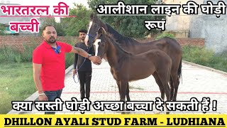 आलीशान लाइन की घोड़ी रूप और भारत रत्न की बच्ची Ayali stud farm में !