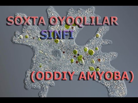 BIR HUJAYRALILAR: SOXTA OYOQLILAR SINFI | БИР ҲУЖAЙРAЛИЛAР: СОХТA ОЙОҚЛИЛAР СИНФИ.