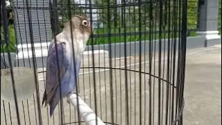 SUARA LOVEBIRD JANTAN KONSLET PERANGSANG LOVEBIRD BAHAN