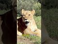 Amazing Facts About Lionesses!#lion #wildlife #foryou