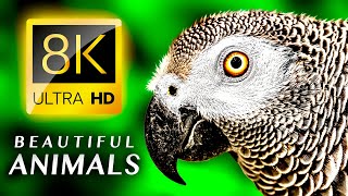 Красивые Животные 8K Тв Монитор Ultra Hd