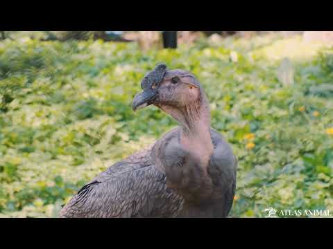 Cóndor Andino en 4K - Andean Condor 4K